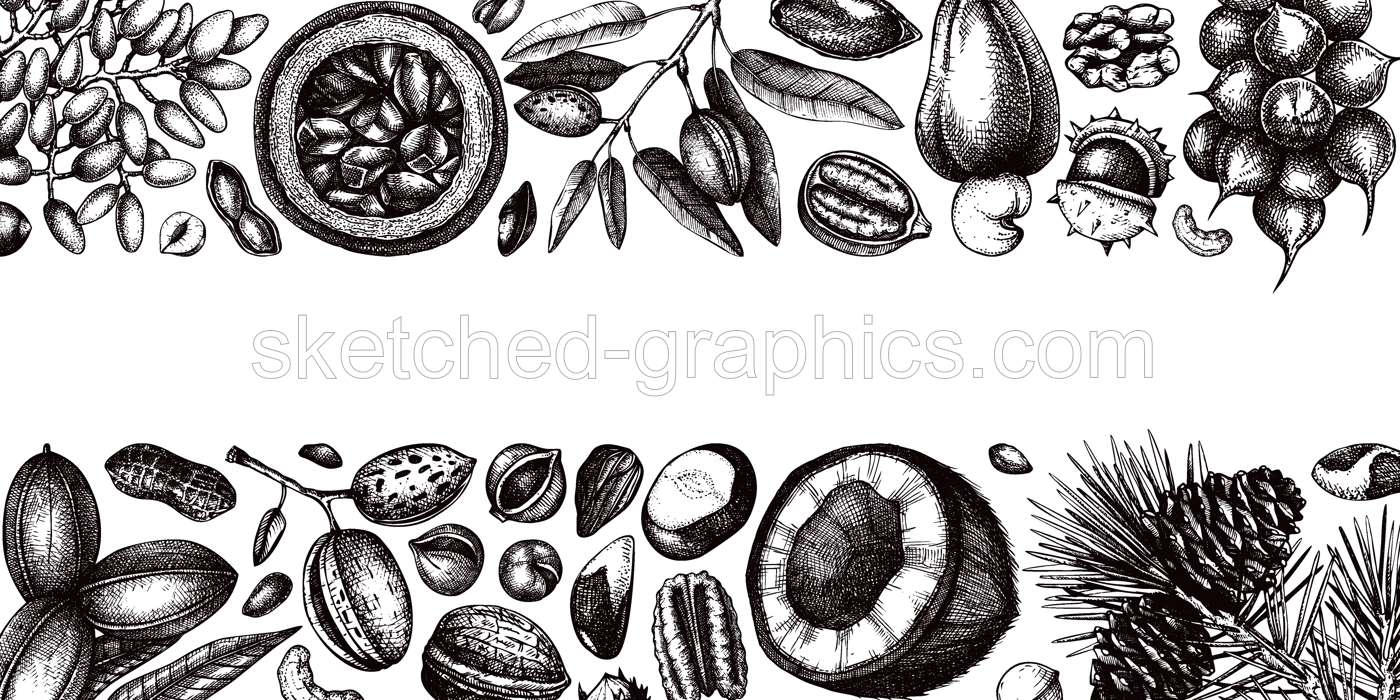 Vector nuts banner in vintage style. Vintage nuts sketched border. Healthy food background with branches, plants, fruit, nutshells hand-drawings. Realistic botanical illustrations for packaging design Illustration